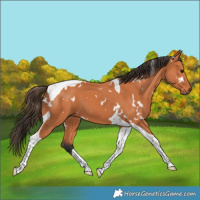 Horse Color:White Spotted Bay Tobiano 
