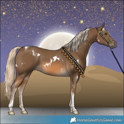 Horse Color:White Spotted Chocolate Palomino Tobiano 