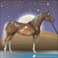 Horse Color:White Spotted Chocolate Palomino Tobiano 