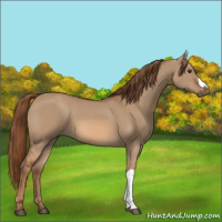 Horse Color:Red Dun 