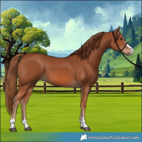 Horse Color:Chestnut 