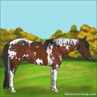 Horse Color:White Spotted Bay Tobiano 