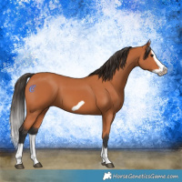 Horse Color:Bay Splash Frame 