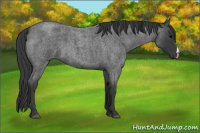 Horse Color:Blue Roan 