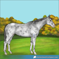 Horse Color:White Spotted Black Varnish Rabicano 