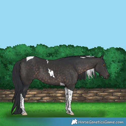 Horse Color:Platinum Brown Tobiano 