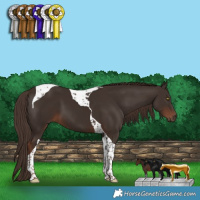 Horse Color:Liver Chestnut Tobiano 