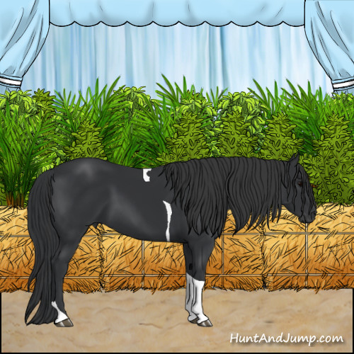 Horse Color:Black Tobiano 