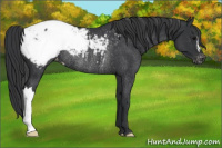 Horse Color:Black Appaloosa Rabicano