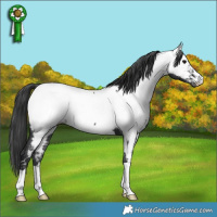 Horse Color:Black Near Fewspot Rabicano 