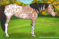 Horse Color:Bay Ice Appaloosa Rabicano 