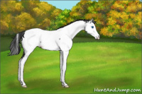 Horse Color:Black Splash Appaloosa 