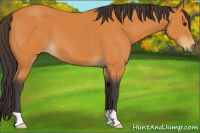 Horse Color:Buckskin 