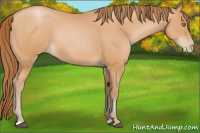 Horse Color:Bay Pearl 