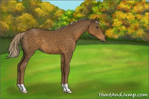 Horse Color:Chocolate Palomino 