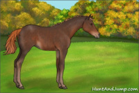 Horse Color:Liver Chestnut
