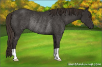 Horse Color:Liver Chestnut Rabicano 