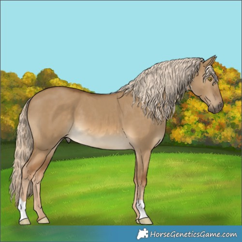 Horse Color:Chocolate Palomino Dun 