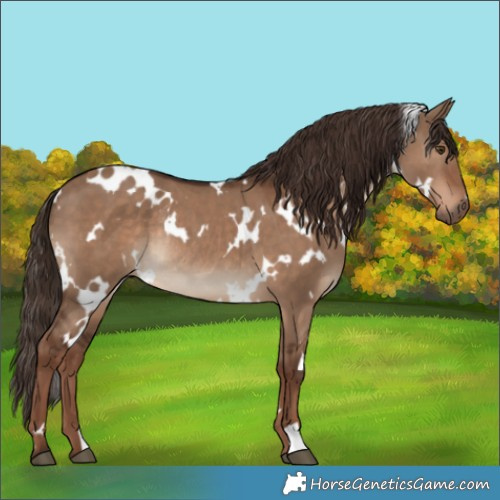 Horse Color:White Spotted Liver Red Dun Rabicano 