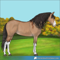Horse Color:White Spotted Bay Dun 