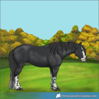 Horse Color:Black  and Black Splash 
