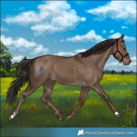 Horse Color:Liver Red Dun Rabicano 