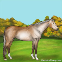 Horse Color:Gray Silver Buckskin 