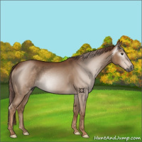 Horse Color:Gray Chestnut 