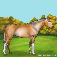 Horse Color:Gray Silver Buckskin 