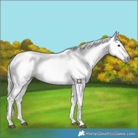 Horse Color:Gray Bay 