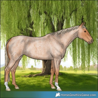 Horse Color:Red Roan