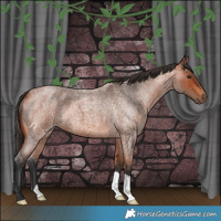 Horse Color:Bay Roan 