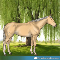 Horse Color:Palomino 