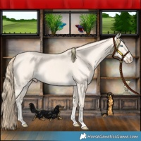 Horse Color:Perlino Dun 