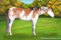 Horse Color:Bay Splash Tobiano