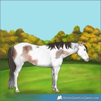 Horse Color:Bay Splash Tobiano