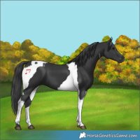 Horse Color:Black  and Black Tobiano 