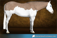 Horse Color:Silver Grullo Splash Rabicano