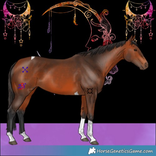 Horse Color:Bay Tobiano