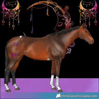 Horse Color:Bay Tobiano 