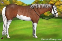 Horse Color:Silver Bay Splash Rabicano