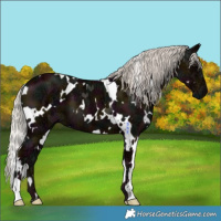 Horse Color:White Spotted Midnight Silver Black Ice 
