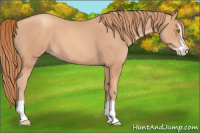 Horse Color:Gold Champagne Splash 