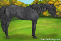 Horse Color:Black  and Black Varnish 