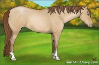 Horse Color:Bay Pearl Dun