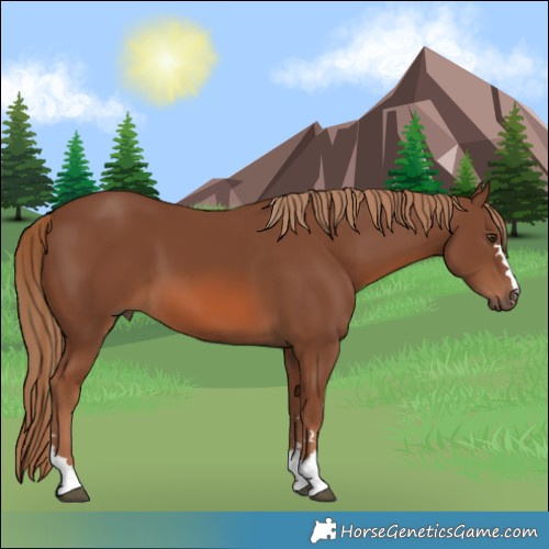 Horse Color:Chestnut 