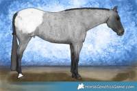 Horse Color:Blue Roan Appaloosa 