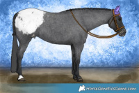 Horse Color:Blue Roan Appaloosa 