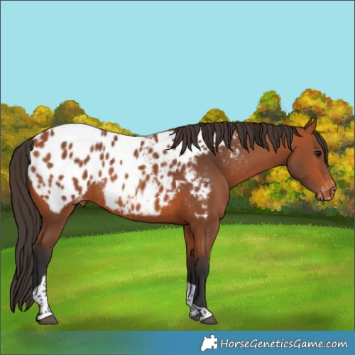 Horse Color:Bay Tobiano Appaloosa Rabicano 