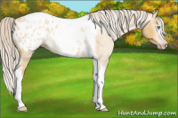 Horse Color:Gray Silver Amber Cream Champagne Roan Dun Splash Tobiano Frame Appaloosa Rabicano 